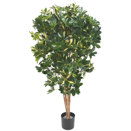 Schefflera (150cm)